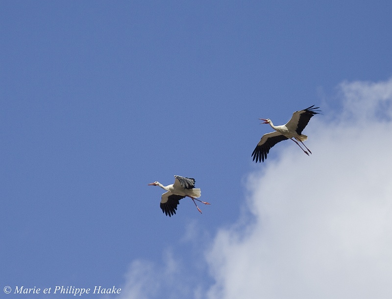 Cigogne 3471_wm.jpg - Combat en plein ciel... Une cigogne intruse se fait chasser par une cigogne nichant sur un toit tout proche. Premier acte... les autres suivent sur les photos suivantes! (Munster, Alsace, France, avril 2008)